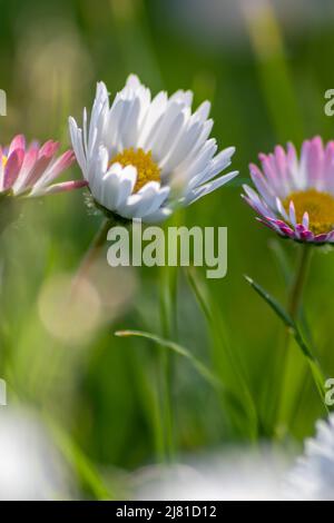 Mazzo di bellissimi daisyflowers con un insetto volante in un idilliaco giardino con erba verde e uno sfondo sfocato mostra il giardino amore parco urbano Foto Stock