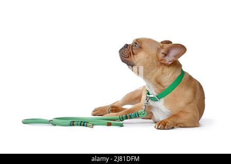 Cane Bulldog francese di colore rosso con colletto verde e guinzaglio in corda su sfondo bianco Foto Stock