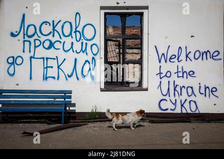 Slatyne, Ucraina. 06th maggio 2022. Un cane cammina accanto alla stazione ferroviaria di Slatyne distrutta, con le parole "Benvenuti in Ucraina, Benvenuti all'Inferno" sul muro, a Slatyne, Kharkiv Oblast, Ucraina. Poiché la Russia ha rifornito le sue truppe e concentrato l'offensiva nella parte orientale dell'Ucraina, Kharkiv e la zona circostante in Ucraina sono ora sotto costante minaccia di bombardamenti e attacchi aerei russi. (Foto di Alex Chan/SOPA Images/Sipa USA) Credit: Sipa USA/Alamy Live News Foto Stock