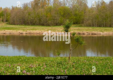 Un giovane germoglio di un pino sulla riva del fiume Foto Stock