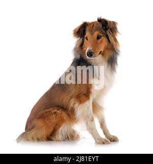 Shetland Sheepdog davanti a uno sfondo bianco Foto Stock