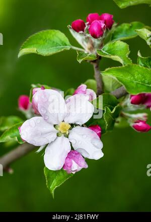 Albero di frutta con fiori di mela. Tempo di fioritura in un giardino di primavera. Sfondo della natura. Concetto di giardinaggio. Foto Stock