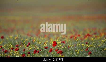 Papaveri rossi nel campo. Lo sfondo è fuori fuoco. Fiori luminosi in una giornata di sole Foto Stock