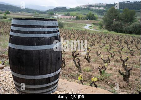 Vecchi tronchi d'uva sui vigneti di Cotes de Provence in primavera, Bandol regione vinicola vicino le Castellet villaggio, vinificazione nel sud della Francia Foto Stock