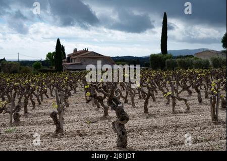 Vecchi tronchi d'uva sui vigneti di Cotes de Provence in primavera, Bandol regione vinicola vicino le Castellet villaggio, vinificazione nel sud della Francia Foto Stock