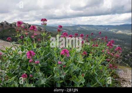 Primavera in Provenza, fiore di fiori selvatici nel parco naturale Calanques vicino Marsiglia, Francia Foto Stock