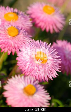 Xerochrysum bracteatum 'Silvery Rose' (syn. Helicrysum). Fiore eterno, fratto eterno, immortelle, margherita di carta, fiore di paglia, fiore di fragola, Foto Stock