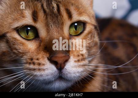 Primo piano ritratto di bel gatto bengala. Foto Stock