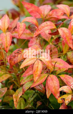 Nandina domestica 'potere del fuoco' celestiale bambù 'potere del fuoco' Nandina 'potere del fuoco' Foto Stock