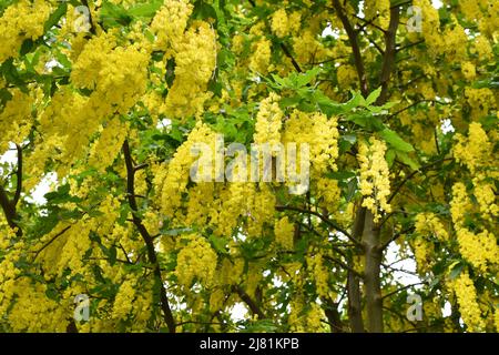 Fioritura albero della catena d'oro Laburnum anagyroides Foto Stock