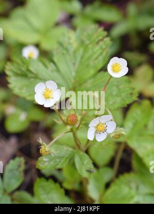 Primo piano sui fiori bianchi di una pianta di fragole selvatiche Foto Stock