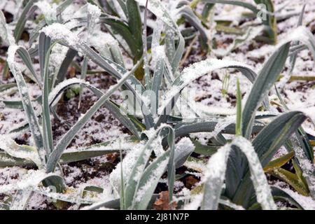 Piante di porro che crescono con la neve Foto Stock