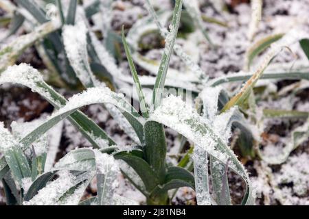 Piante di porro che crescono con la neve Foto Stock