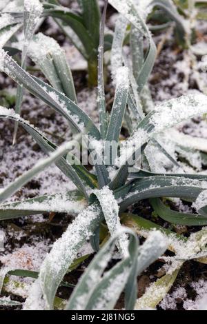 Piante di porro che crescono con la neve Foto Stock