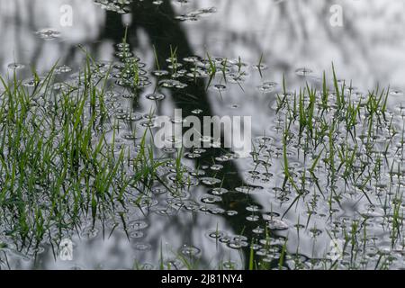 La tensione superficiale intorno alle lame allagate dell'erba si avvicina, gocce d'acqua sulle punte dell'erba e l'erba subacquea all'ombra dell'albero Foto Stock