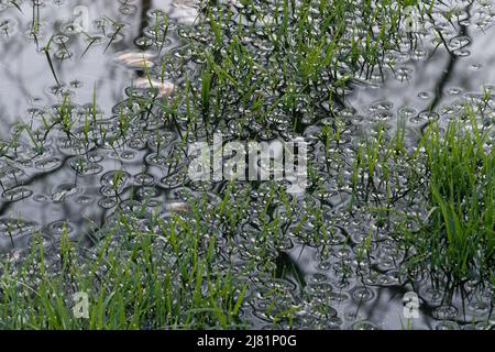 La tensione superficiale intorno alle lame allagate per erba si avvicina, piccole gocce d'acqua sulle punte per erba Foto Stock