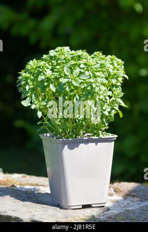 Basilico a foglia piccola (Ocimum Basilicum) coltivato in una piccola pentola. Foto Stock