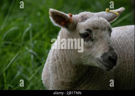 Carino agnello in un campo in Gran Bretagna - British Springtime. Worcs, Inghilterra. REGNO UNITO Foto Stock
