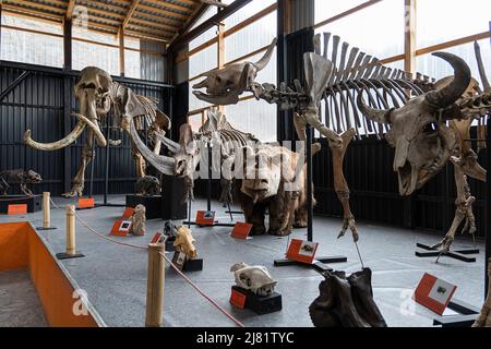 Scheletro conservato di un mammut. Museo paleontologico di Storia Naturale Paleopark. Aprile 19, 2022. Russia Altai Foto Stock