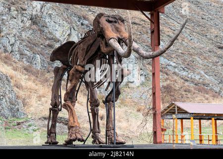 Scheletro conservato di un Mammoth sullo sfondo della natura delle montagne Foto Stock