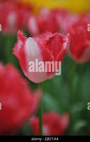 Tulipano rosso e bianco frange (Tulipa) Lovers Città fiorisce in un giardino nel mese di marzo Foto Stock