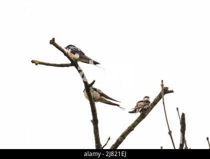 Barn Swallow, Hirundo rustica e Sand Martin, Riparia riparia, ad Ambleside, Lake District, Regno Unito. Foto Stock