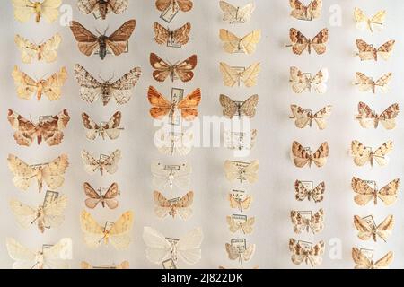 Vista delle farfalle colorate allineate in una scatola di entomologia Foto Stock