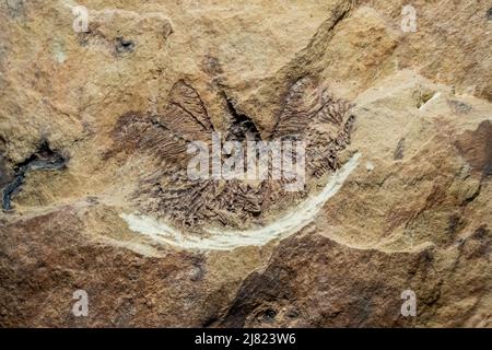 Vista ravvicinata del fossile di un crinoide preistorico o giglio di mare o stella di piume Foto Stock