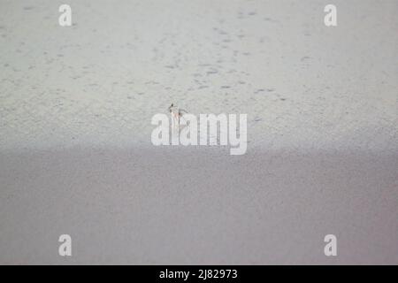 Petit crabe qui Court sur la plage, Guadalupa Foto Stock