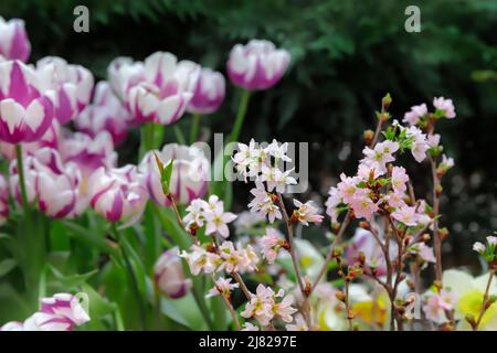 Giardino di primavera. Fiori di ciliegio e tulipani rosa-bianchi su sfondo verde scuro. Foto Stock