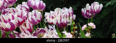 Tulipano ibrido con petali rosa e bianco. Spazio di copia. Bella estate sfondo floreale. Tulipano fiore su sfondo verde naturale. Foto Stock