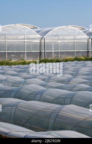 Piantagione agricola coperta sotto filari di tunnel di plastica agricola, creare un effetto serra, coltivare cibo, proteggere le piante dal gelo e dal vento. Foto Stock