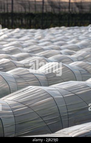 Piantagione agricola coperta sotto filari di tunnel di plastica agricola, creare un effetto serra, coltivare cibo, proteggere le piante dal gelo e dal vento. Foto Stock