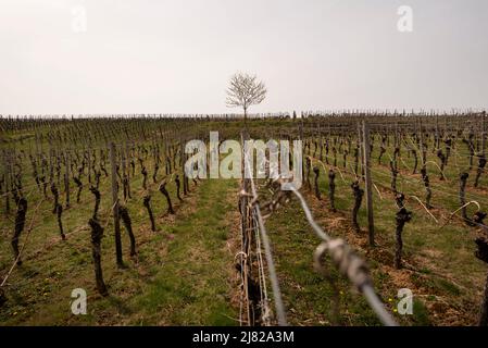 File di viti in un vigneto portano ad un albero solitario in Baviera, Germania, vicino alla città di Volkach. Foto Stock