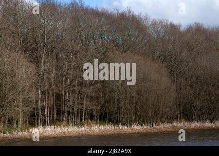 alberi in primaverile bordging stew stagno epsom comune nord downs surrey inghilterra Foto Stock