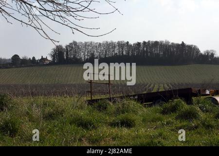 Denbies Wine Estate Trailer in Vineyard Dorking Surrey Inghilterra Foto Stock