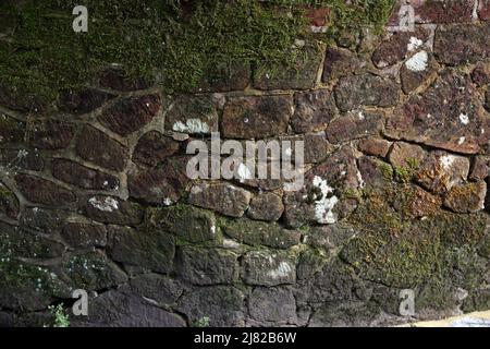Muschio verde che cresce sul muro di mattoni Foto Stock