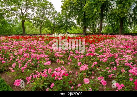 Splendida vista del giardino del castello piantato con rose e incorniciato da una fila di alberi che in parte è costituito da cordoncino (sophora) sul bastione del... Foto Stock