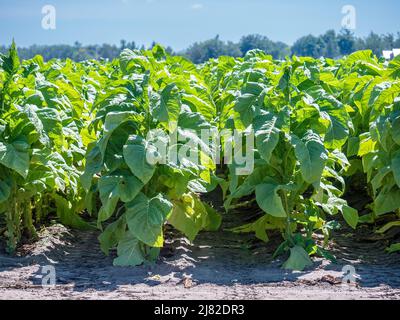 Campo di piante di tabacco (Nicotiana tabacum), coltivando su Una fattoria a Delhi Ontario Canada la cintura di tabacco della contea di Norfolk Ontario Canada Foto Stock