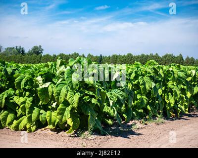 Campo di piante di tabacco (Nicotiana tabacum), coltivando su Una fattoria a Delhi Ontario Canada la cintura di tabacco della contea di Norfolk Ontario Canada Foto Stock