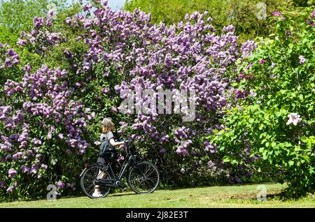 Brighton UK 12th May 2022 - Un ciclista ferma per ammirare la famosa collezione di lilla di Brighton nel parco di Withdean in una splendida giornata di sole. Il parco ha la seconda più grande collezione di lilla del mondo con oltre 250 tipi che sono al loro meglio durante il mese di maggio: Credit Simon Dack / Alamy Live News Foto Stock