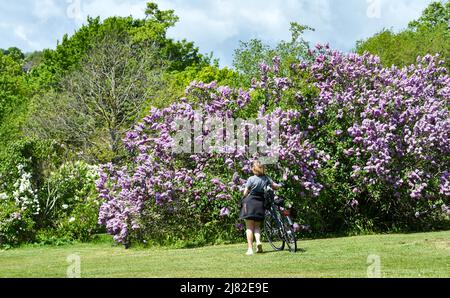 Brighton UK 12th May 2022 - Un ciclista ferma per ammirare la famosa collezione di lilla di Brighton nel parco di Withdean in una splendida giornata di sole. Il parco ha la seconda più grande collezione di lilla del mondo con oltre 250 tipi che sono al loro meglio durante il mese di maggio: Credit Simon Dack / Alamy Live News Foto Stock