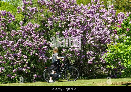 Brighton UK 12th May 2022 - Un ciclista ferma per ammirare la famosa collezione di lilla di Brighton nel parco di Withdean in una splendida giornata di sole. Il parco ha la seconda più grande collezione di lilla del mondo con oltre 250 tipi che sono al loro meglio durante il mese di maggio: Credit Simon Dack / Alamy Live News Foto Stock