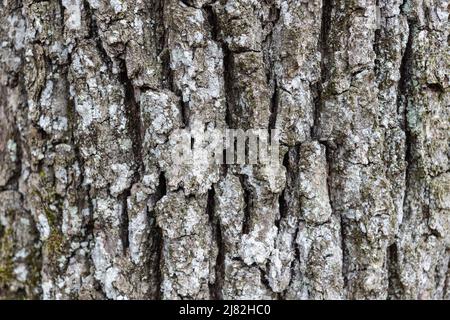 Primo piano Old Wood Tree Texture background Pattern Foto Stock