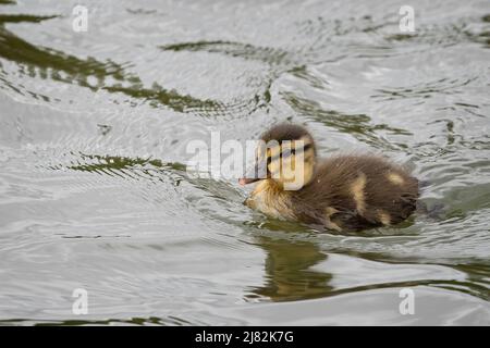 Primo piano di un nuovo nato bambino Mallard duckling nuoto sul lago Foto Stock