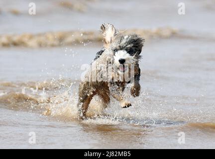 Heacham, Regno Unito. 09th maggio 2022. Biscotto il cane cockapoo gode del caldo tempo a Heacham, Norfolk, Regno Unito, il 9 maggio 2022. Credit: Paul Marriott/Alamy Live News Foto Stock