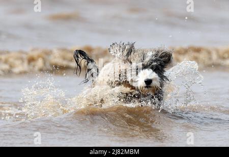 Heacham, Regno Unito. 09th maggio 2022. Biscotto il cane cockapoo gode del caldo tempo a Heacham, Norfolk, Regno Unito, il 9 maggio 2022. Credit: Paul Marriott/Alamy Live News Foto Stock