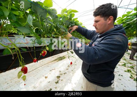 Francia, Gironde, maggio 2022: Fragole che crescono sotto case verdi nel sud-ovest della Francia Foto Stock