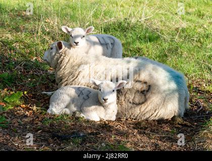 Pecore e due agnelli primaverili, in un campo in Sussex. Scena pastorale rilassata al mattino presto. Foto Stock