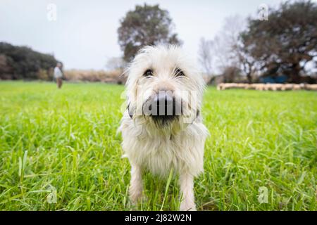 Il pastore catalano (gos d'atura català) guarda la macchina fotografica con il suo pastore ed è mandria sullo sfondo Foto Stock